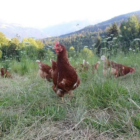 Stallfeldhof Apartmán