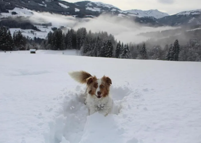 Stallfeldhof Apartamento *